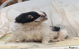 King Charles Spaniel dogs for sale: Top quality show lines King Charles spaniel bitch - Image 1