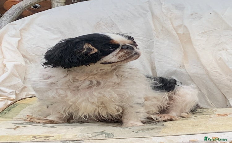 King Charles Spaniel dogs - Advert 2