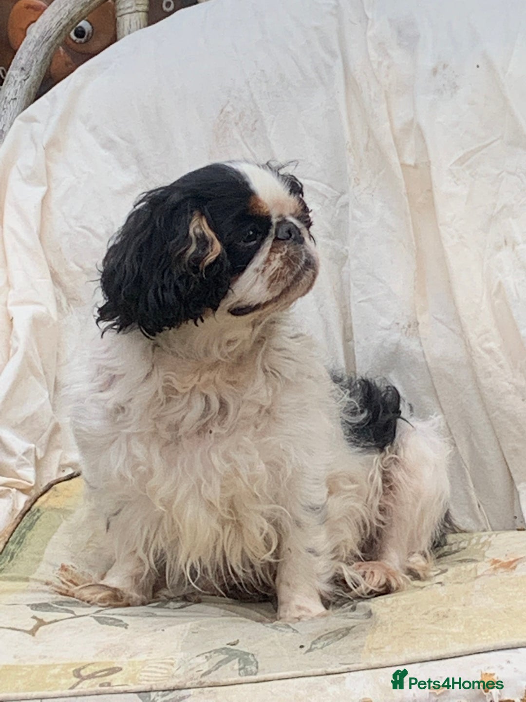 King Charles Spaniel dogs for sale: Top quality show lines King Charles spaniel bitch - Image 1