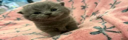 British Shorthair cats for sale: Short haired kittens from pedigree parents  - Advert 26