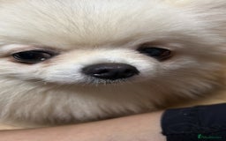 Pomeranian dogs for sale: Poms  - Image 5