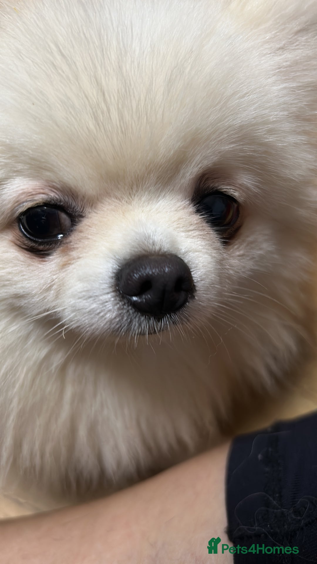 Pomeranian dogs for sale: Poms  - Image 5