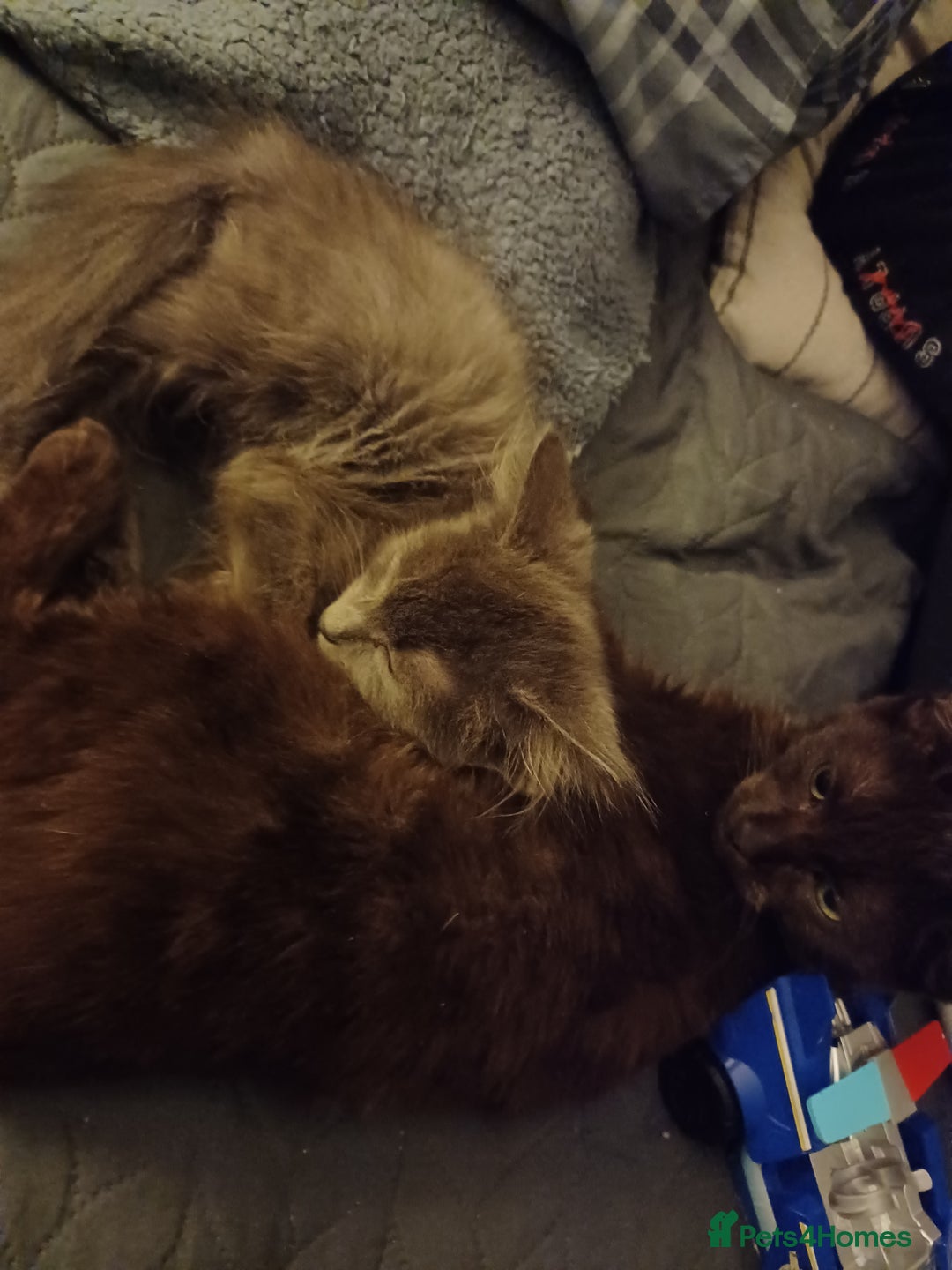 Mixed Breed cats for sale: 4 month old male long haired mixed - Advert 2