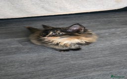 LaPerm cats for sale: 8 Laperm mix kittens, curly & long-haired - Advert 16