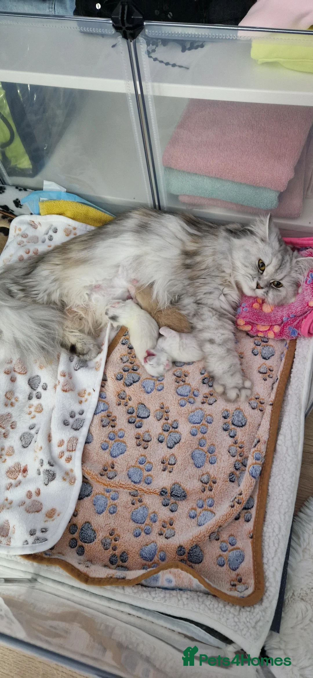 Persian cats for sale: Ready for new home Persian kittens - Advert 5
