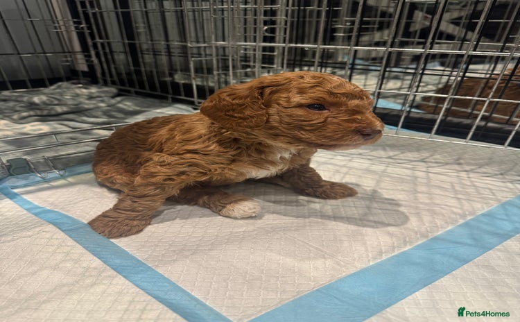 Cockapoo dogs Cockapoo pups ready 24th Dec healthtested parents  - Advert 1