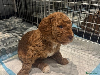 Cockapoo dogs Cockapoo pups ready 24th Dec healthtested parents - Advert 11