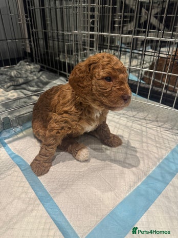 Cockapoo dogs Cockapoo pups ready 24th Dec healthtested parents - Advert 1