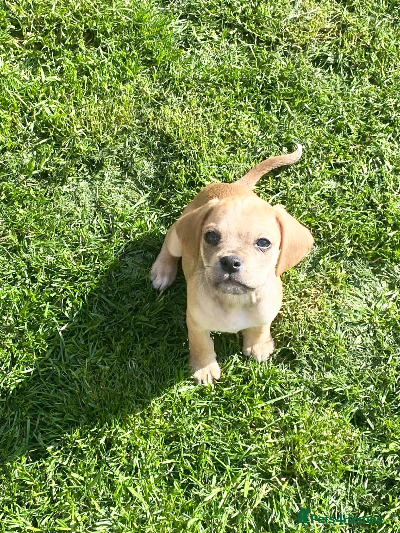 Cocker Spaniel dogs ♥️❤️Puppies Ready to Go ♥️❤️ - Advert 8