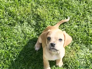 Cocker Spaniel dogs ♥️❤️Puppies Ready to Go ♥️❤️ - Advert 8