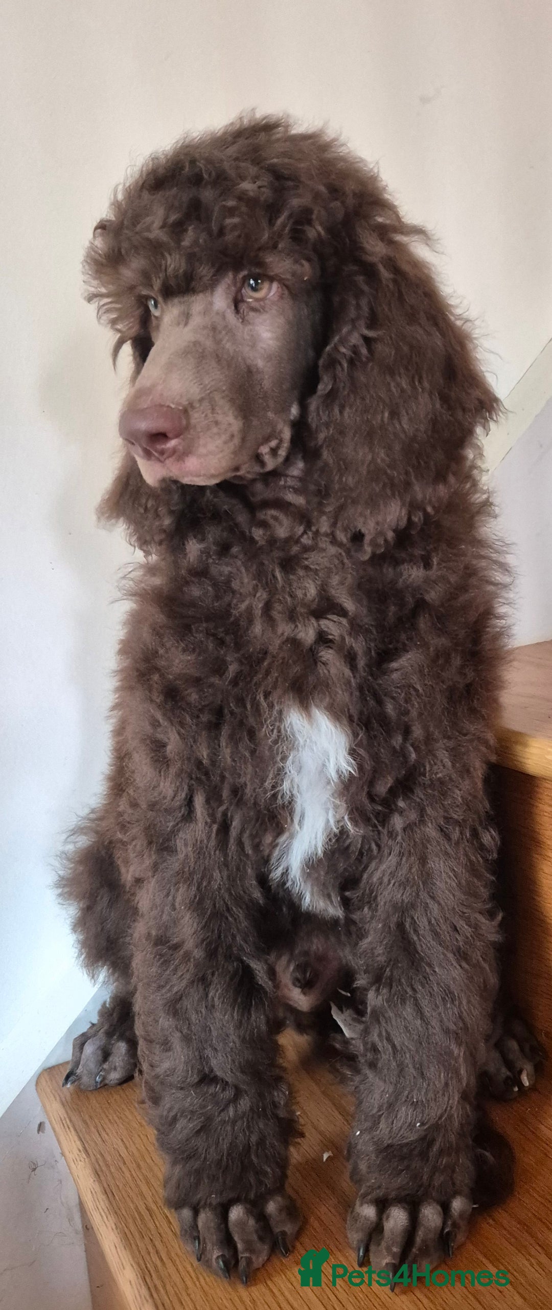 Standard Poodle dogs for sale: KC reg Brown Parti & phantom Standard Poodle pups - Image 12
