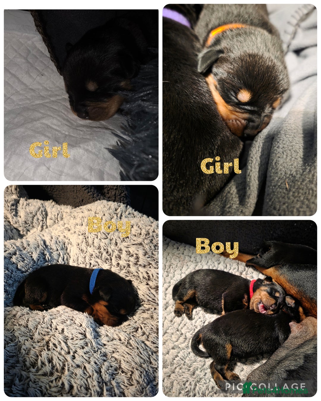 Rottweiler dogs for sale: Chunky Rottweiler puppies for sale  - Advert 16