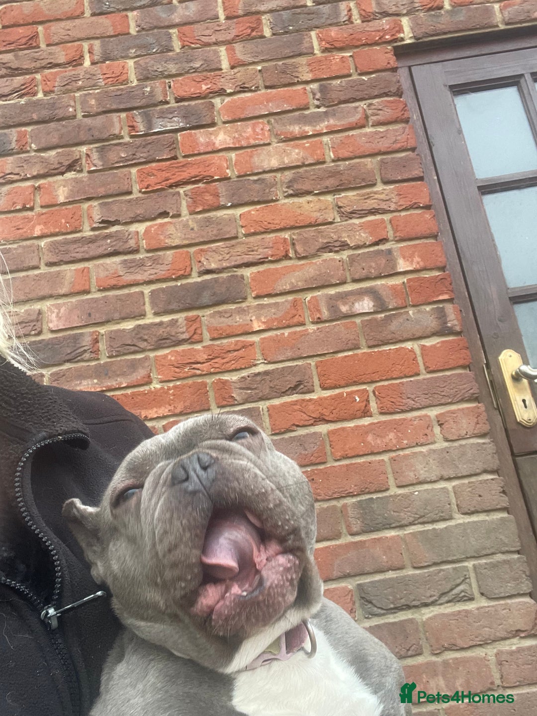 French Bulldog dogs for sale: Frenchie female - Advert 12