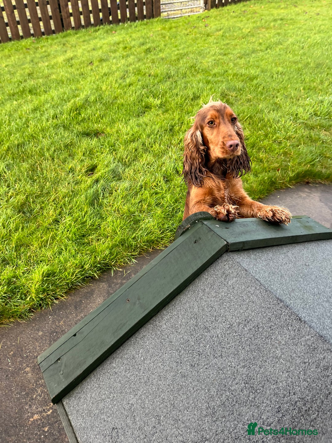 Cocker Spaniel dogs for sale: Health tested KC reg low co eff show type cockers - Advert 7