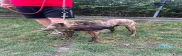 Mixed Breed dogs for adoption: Jr 1 year shar pei mix Macedonian rescue   - Advert 5