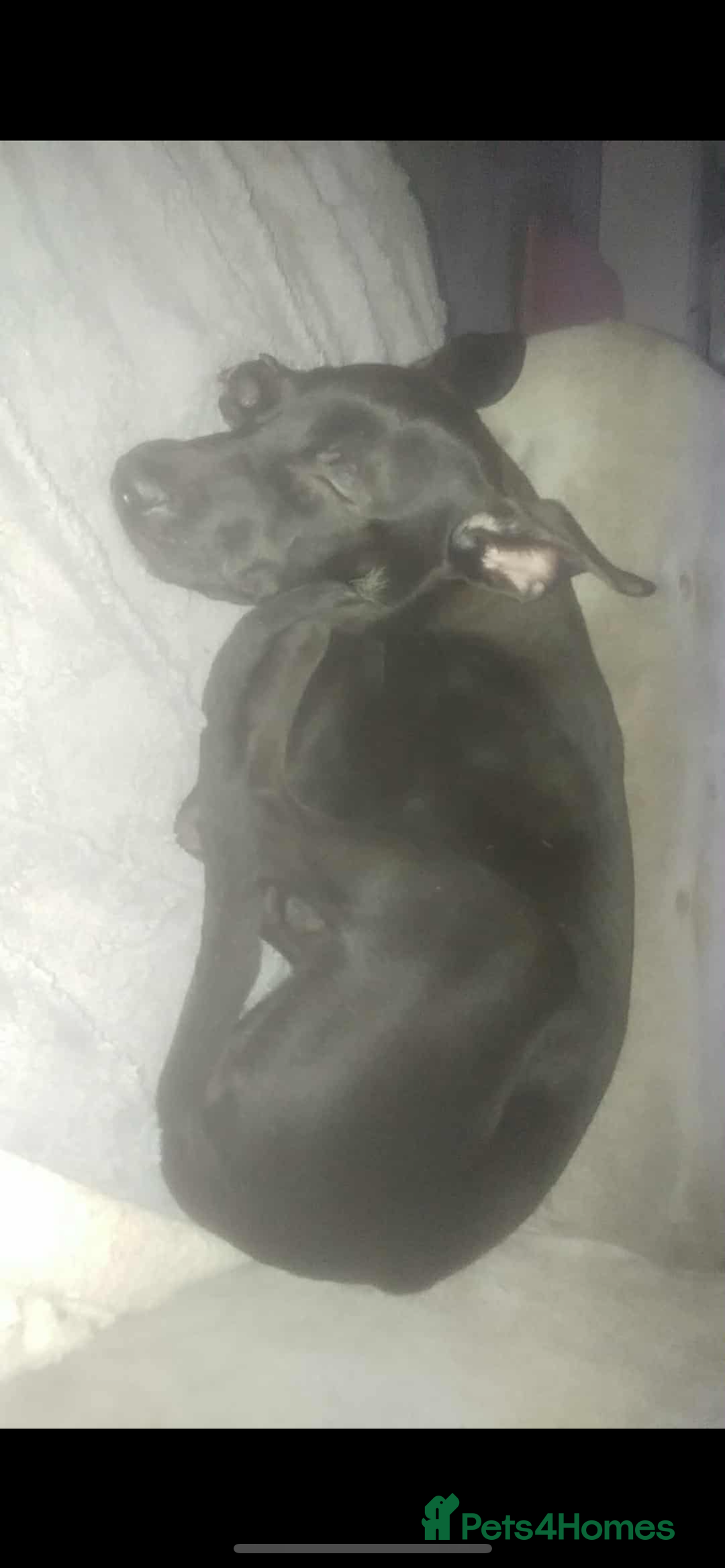 Mixed Breed dogs for sale: 4 pups - Advert 8