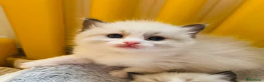 Ragdoll Kitten 3