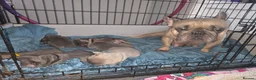 French Bulldog dogs for sale: French bulldog puppies  - Advert 2