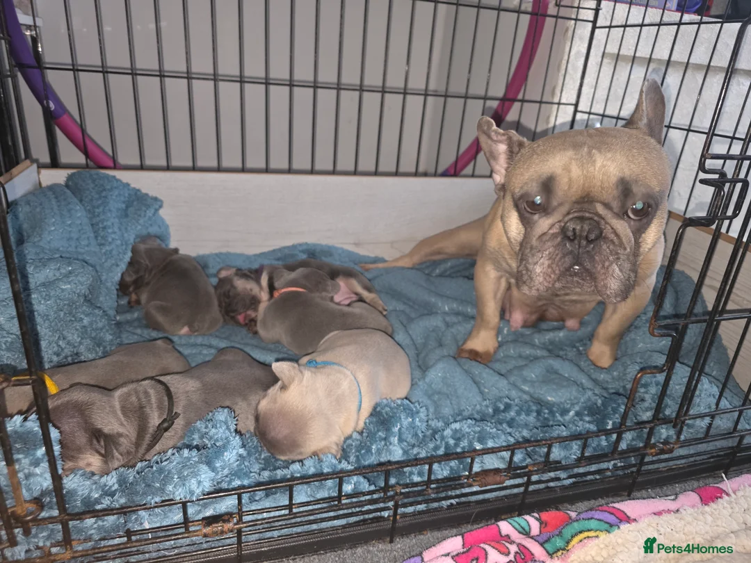 French Bulldog dogs for sale: French bulldog puppies  - Advert 2