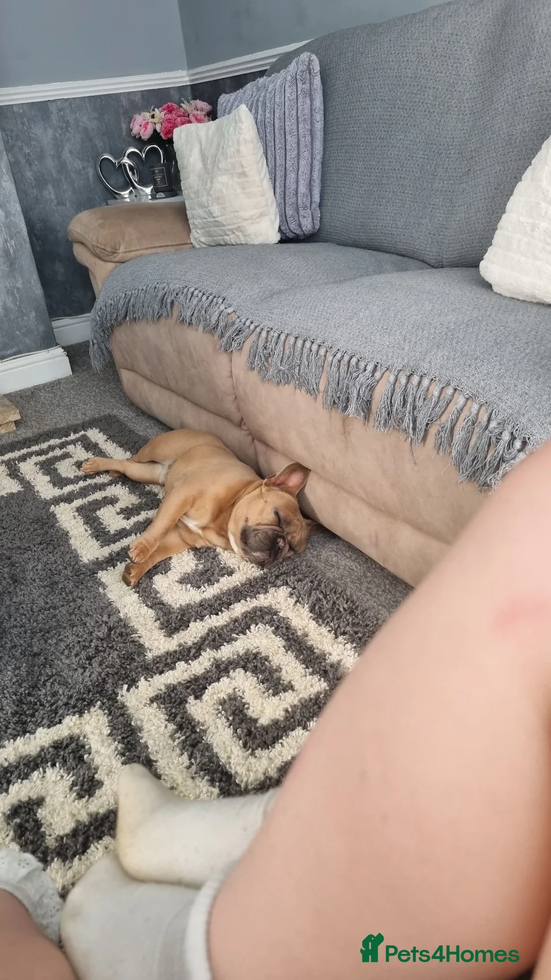French Bulldog dogs for sale: French bulldog boy - Advert 4