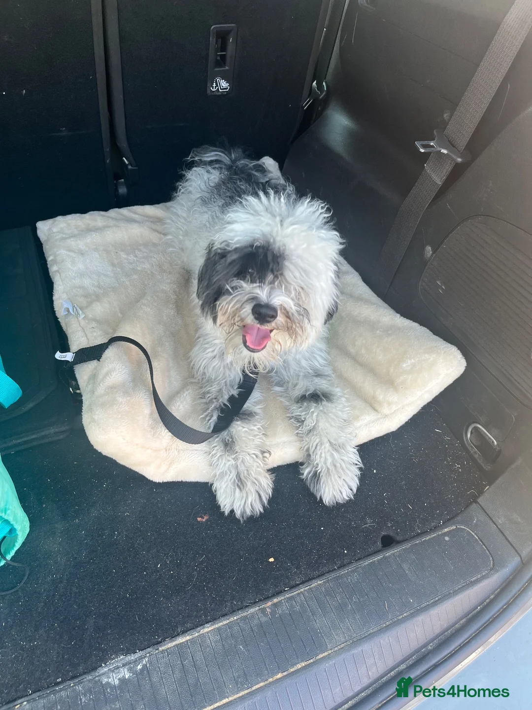 Mixed Breed dogs for sale: dog for sale - Advert 2