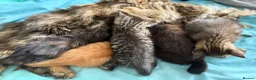 Maine Coon cats for sale: Maine Coon x Tabby Female Kitten - Ready now - Advert 11