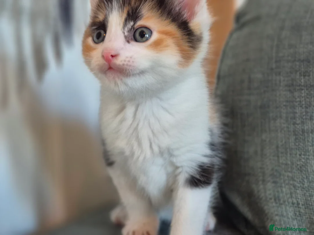 Mixed Breed cats for sale: Rogdoll cross kittens  - Advert 2