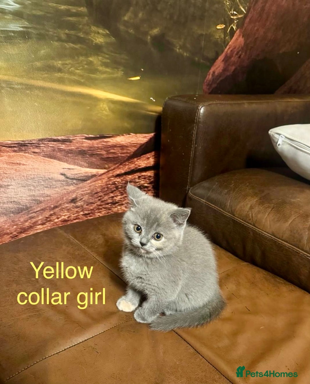 British Shorthair cats for sale: Beautiful litter of British Shorthair kittens - Advert 7