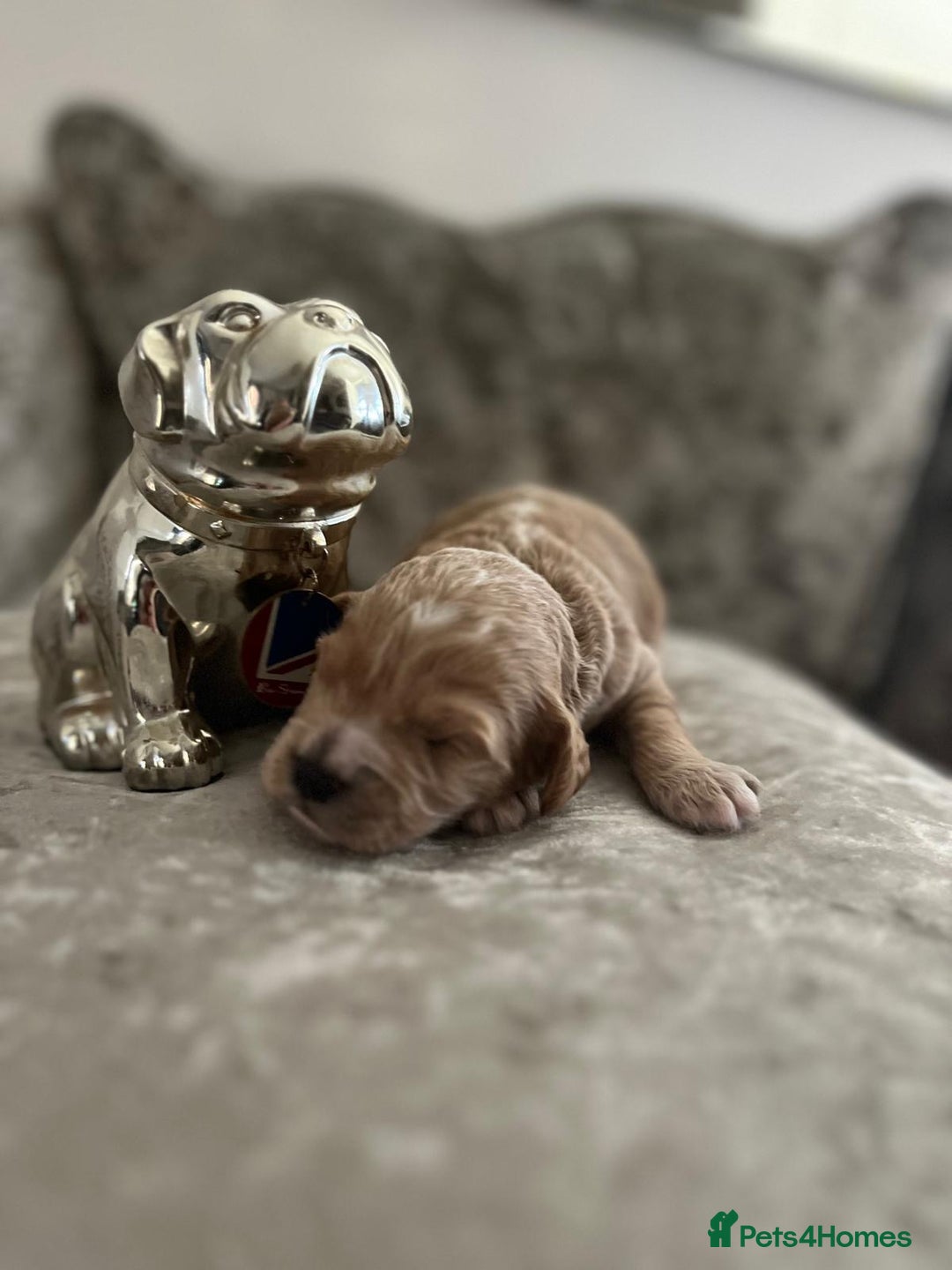 Cavapoo dogs for sale: F1 Cavapoo puppies - Advert 6