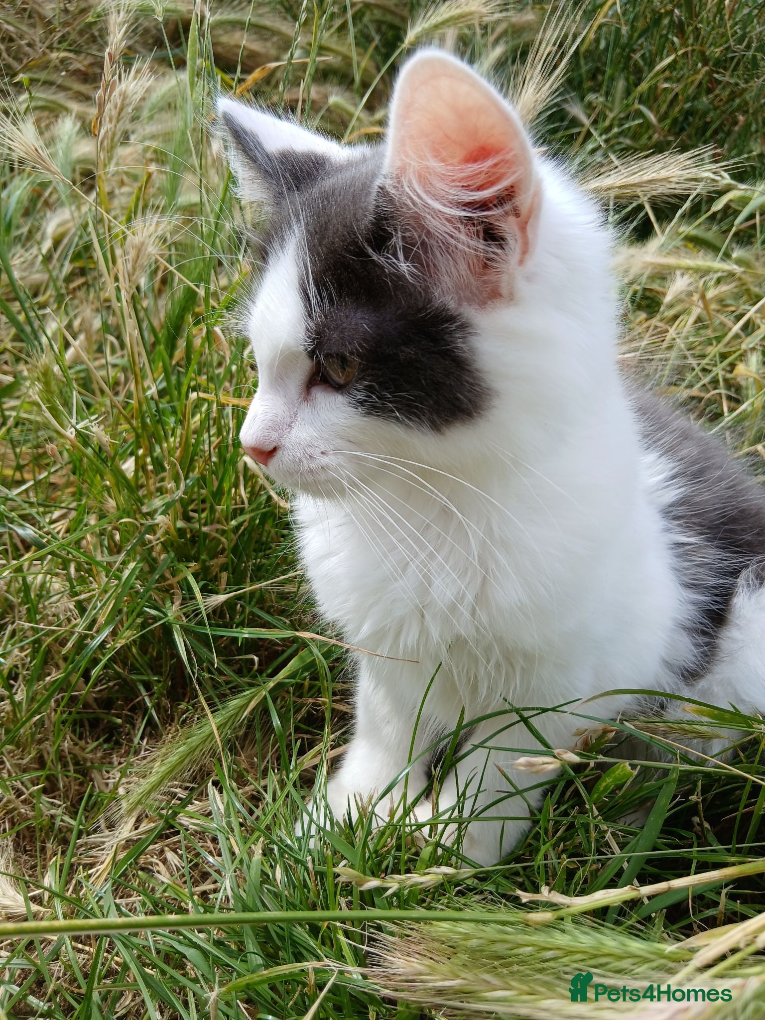 British Longhair cats 2 Male british longhair kittens - Advert 1