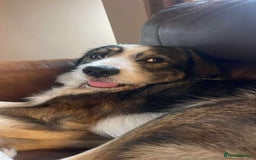 Mixed Breed dogs for adoption: Ringo is looking for a new home - Image 8