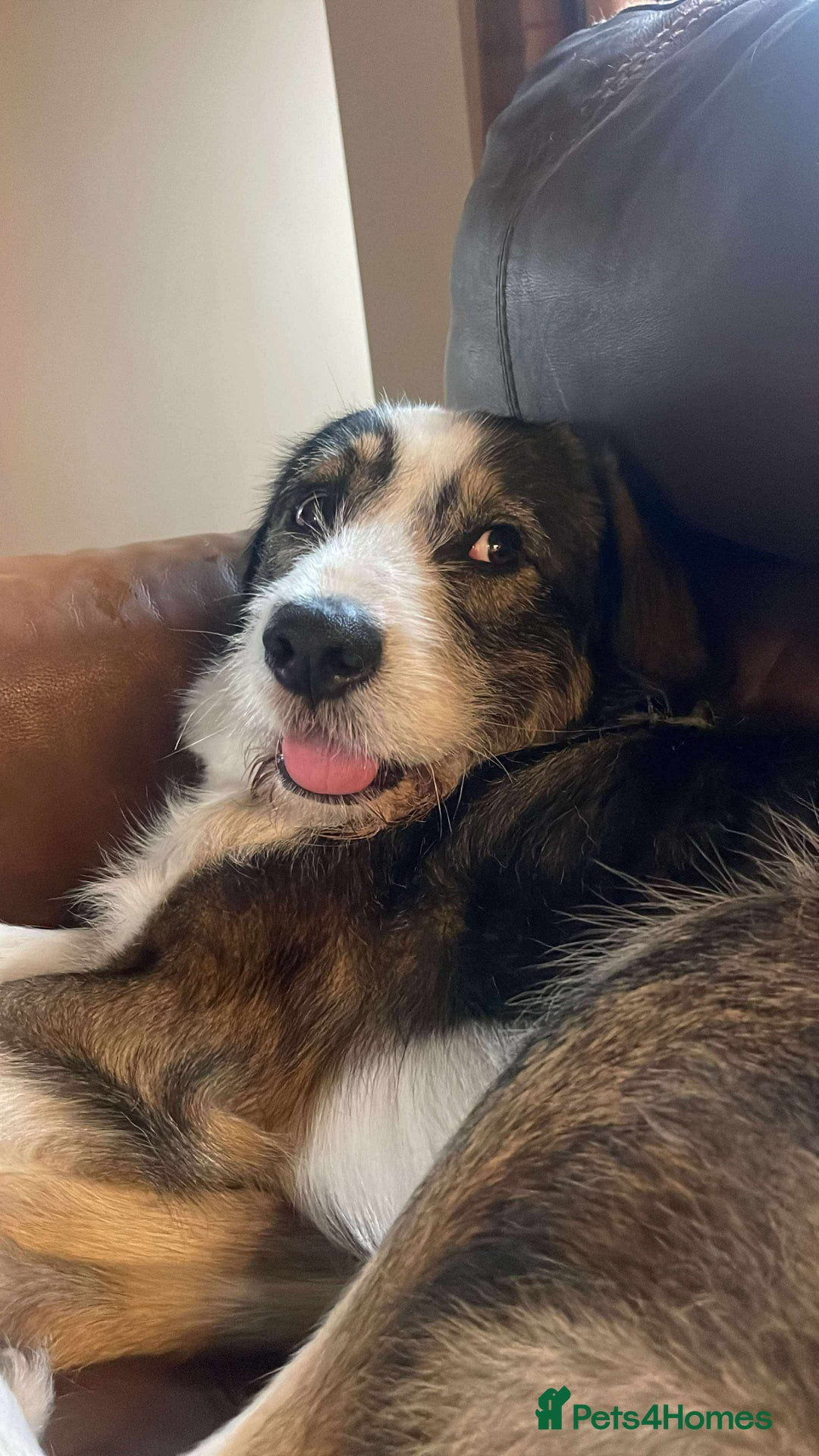 Mixed Breed dogs for adoption: Ringo is looking for a new home - Image 8