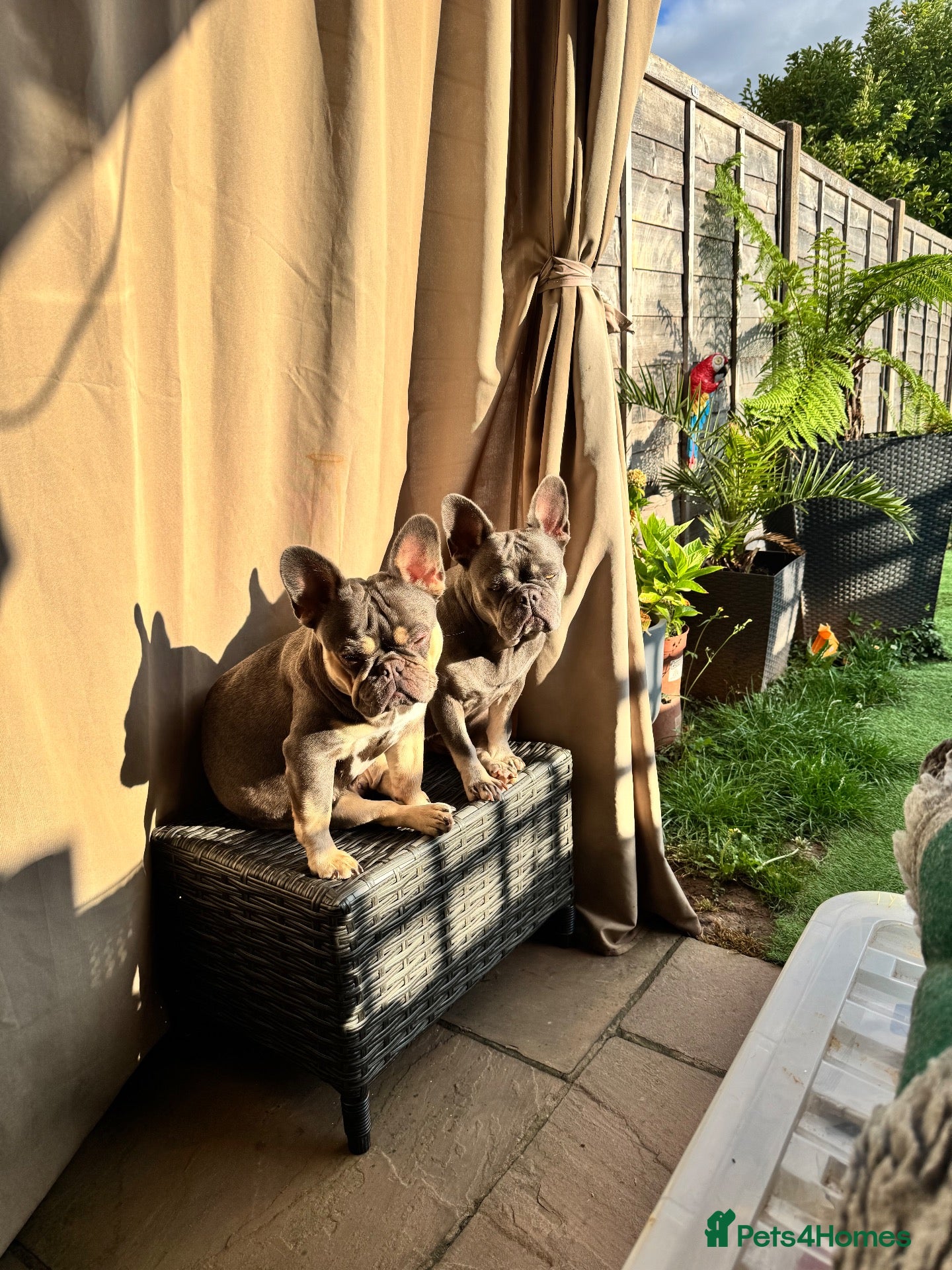 French Bulldog dogs Mother and daughter French bulldog up for sale  - Advert 5