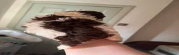 Toy Poodle dogs for sale: KC brown Parti, apricot, brown Toy Poodles - Advert 30