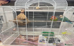 Lovebirds birds for sale: Male & female  - Advert 8