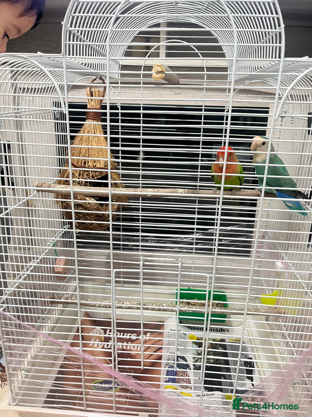 Lovebirds birds for sale: Male & female  - Advert 8