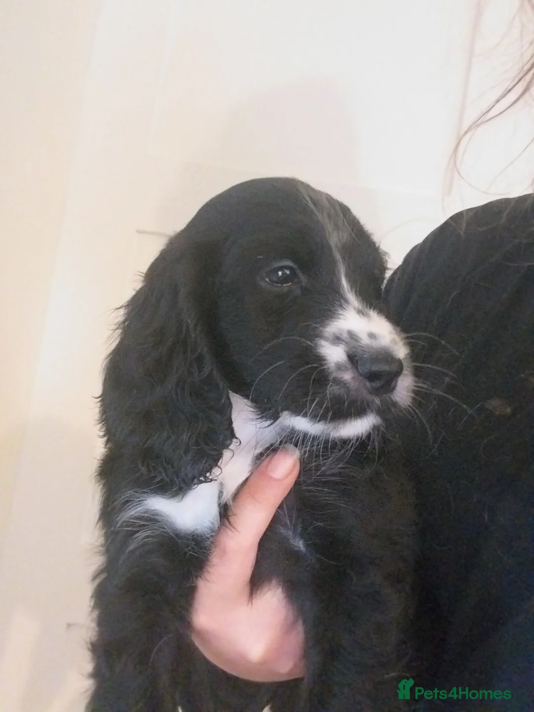 Cockapoo dogs for sale: F1b black cockapoo puppie.  - Advert 5
