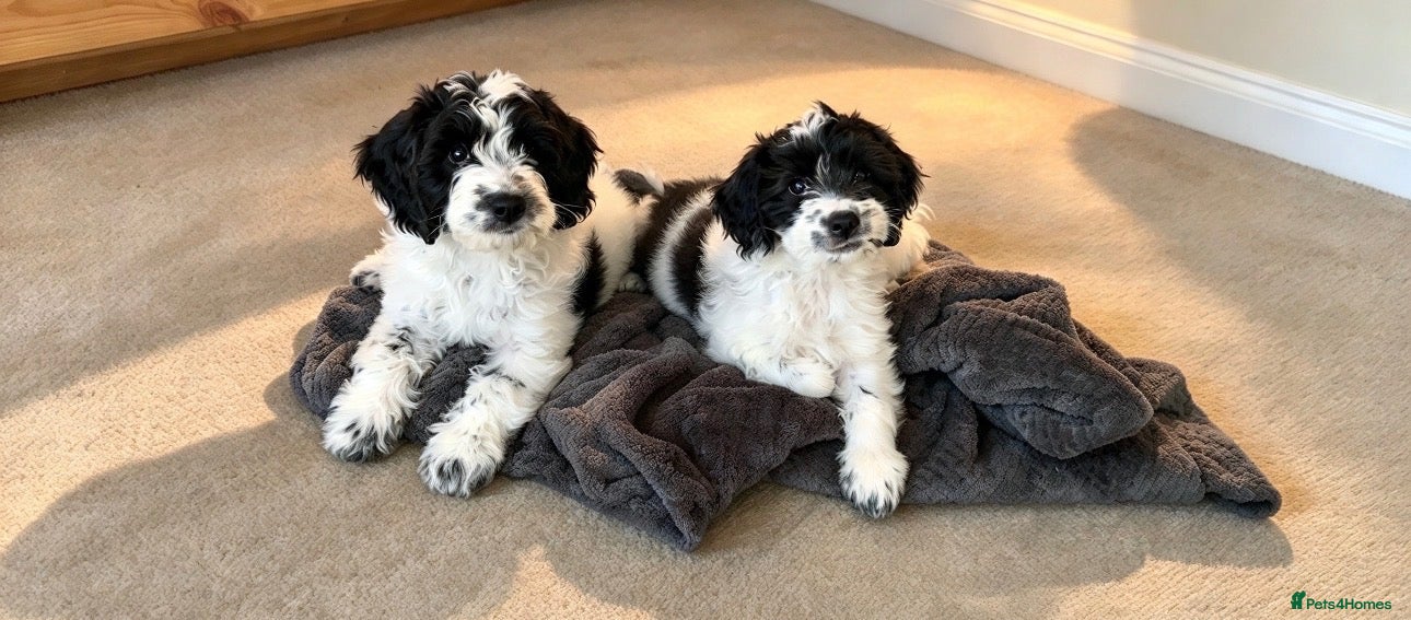 Sproodle dogs Rare Merle Sroodles Ready To Leave  - Advert 6