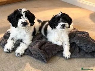 Sproodle dogs Rare Merle Sroodles Ready To Leave - Advert 1