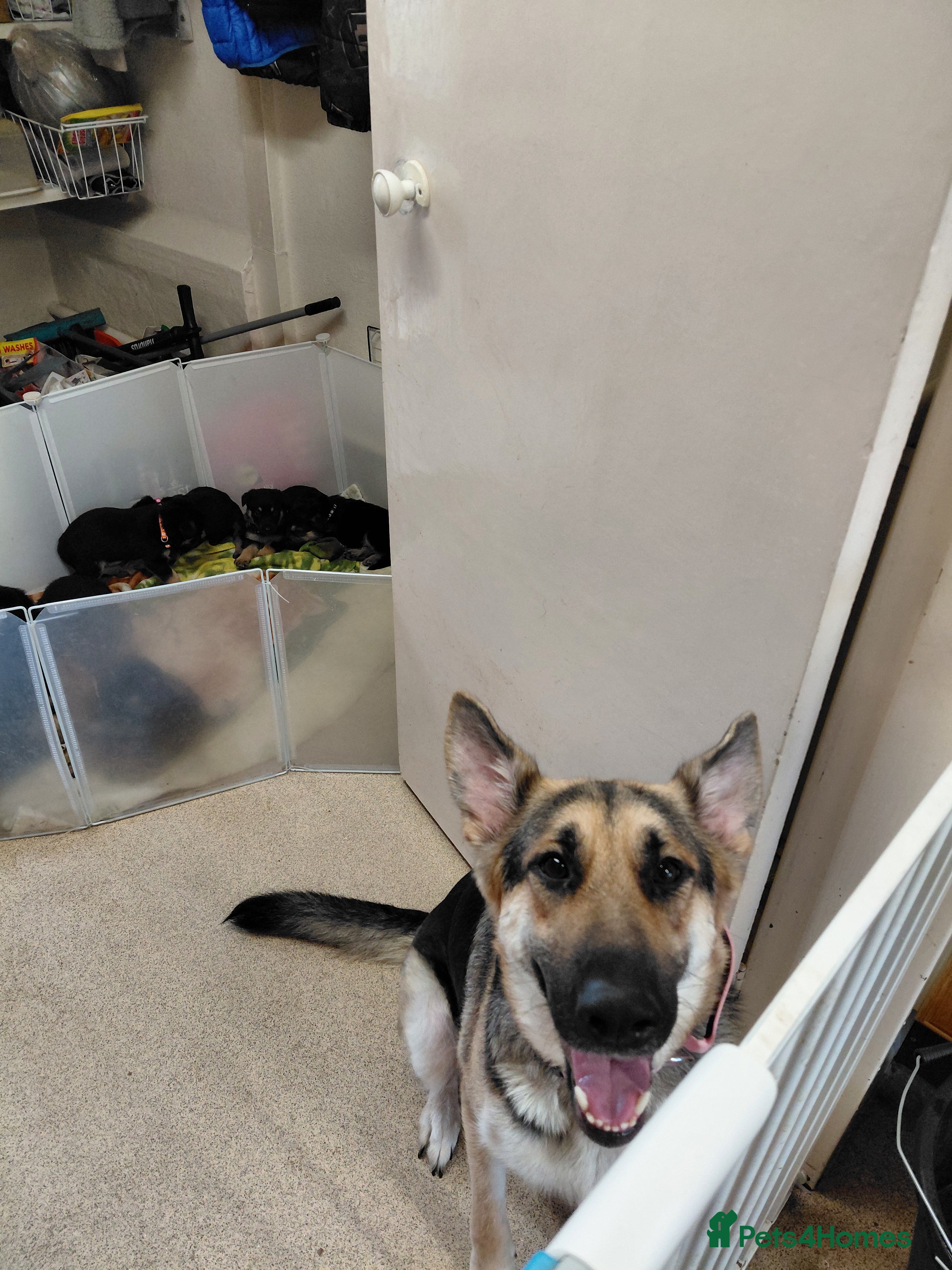 German Shepherd dogs Beautiful German shepard puppies - Advert 1