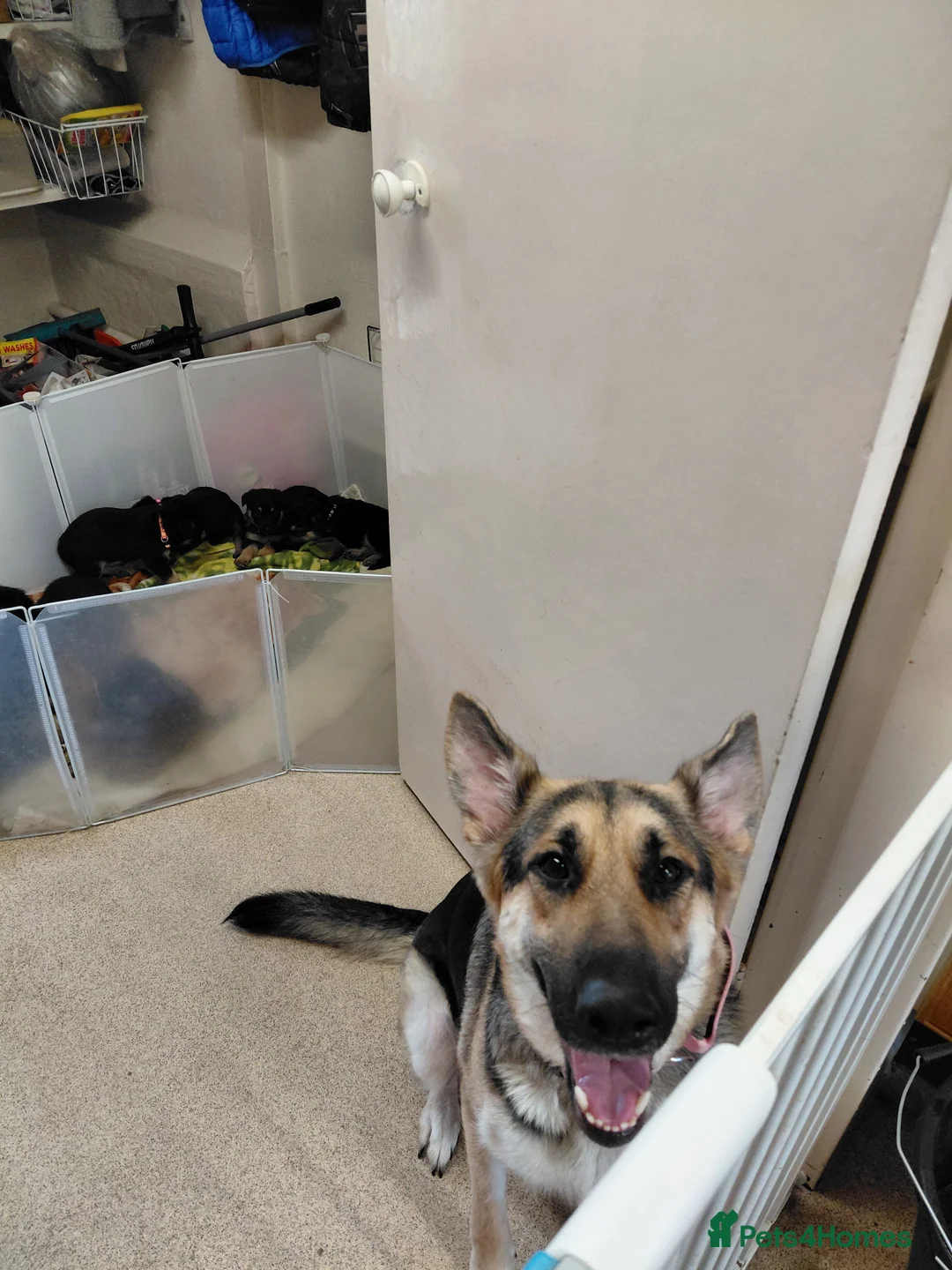 German Shepherd dogs for sale: Beautiful German shepard puppies - Advert 1