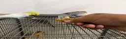 Budgerigars birds for sale: Hand Tame Baby Budgies - Advert 19