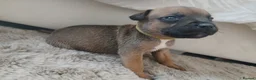 Staffordshire Bull Terrier dogs for sale: 6 beauitful pups looking for there 5 star homes  - Advert 6
