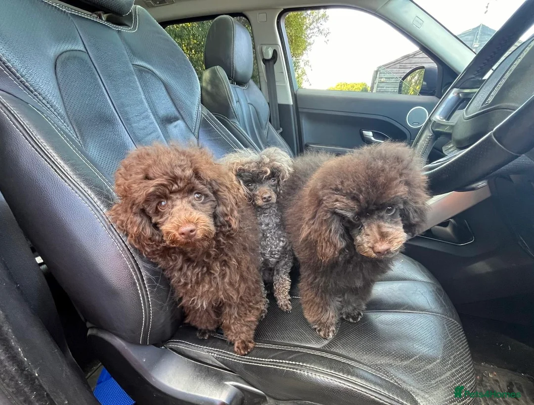 Toy Poodle dogs for stud: Chocolate Phantom KC reg  - Advert 2