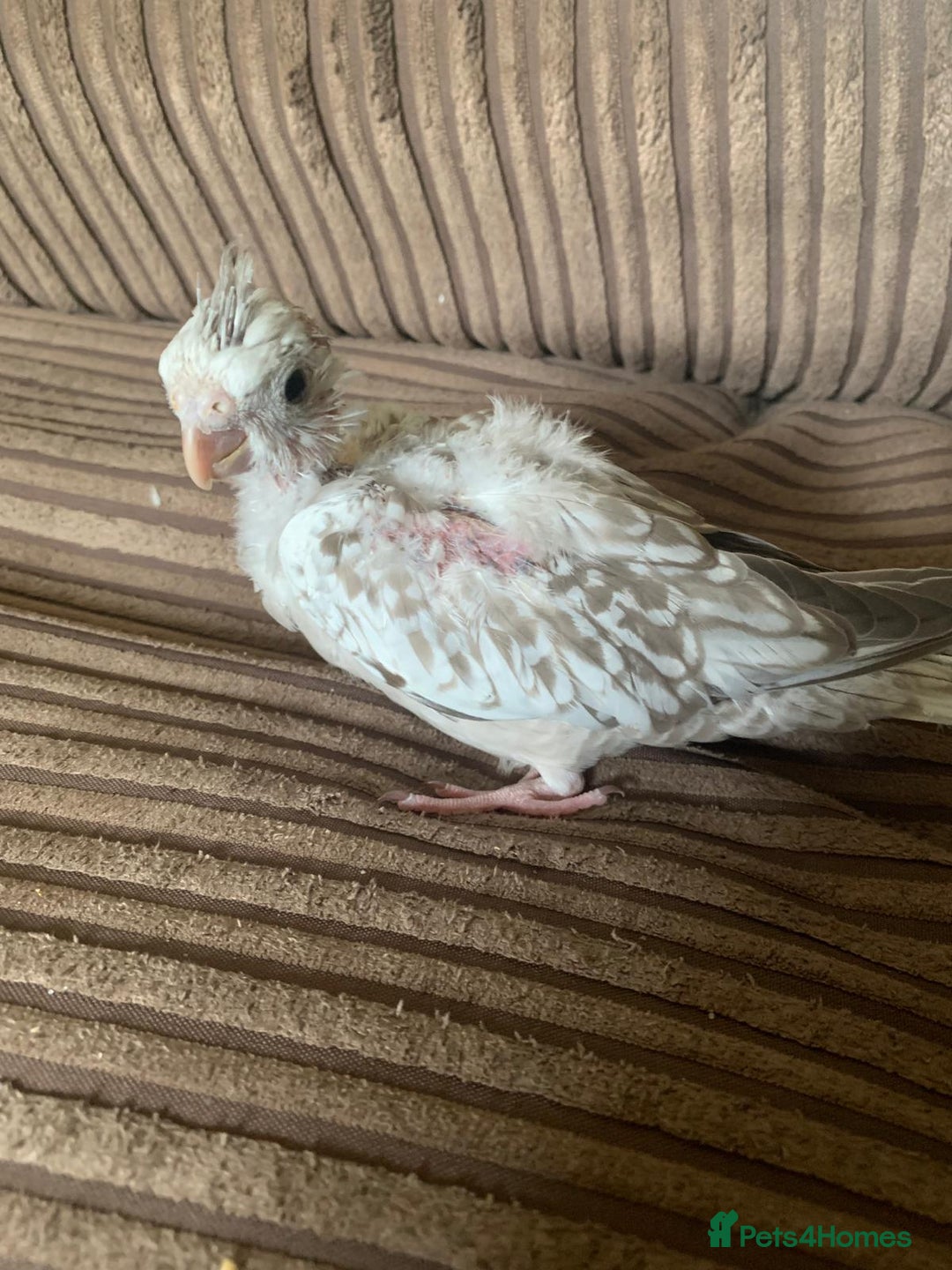 Cockatiels birds for sale: Gorgeous Baby Cockatiels  - Image 13