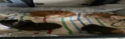 Maine Coon cats for sale: Main coon kittens for sale  - Advert 2
