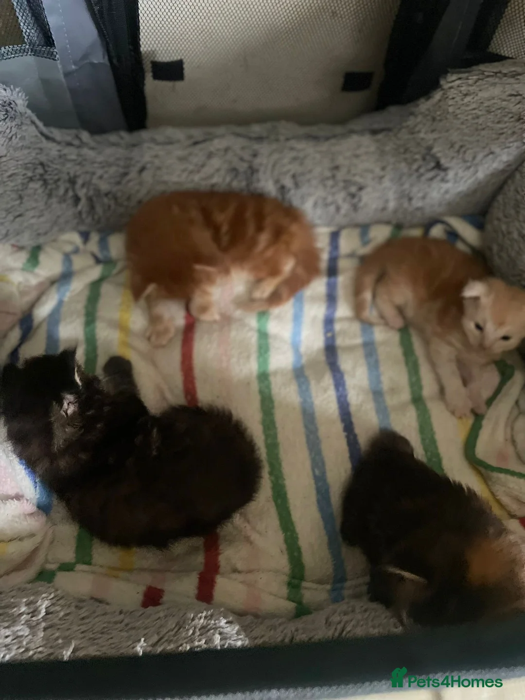 Maine Coon cats for sale: Main coon kittens for sale  - Advert 2