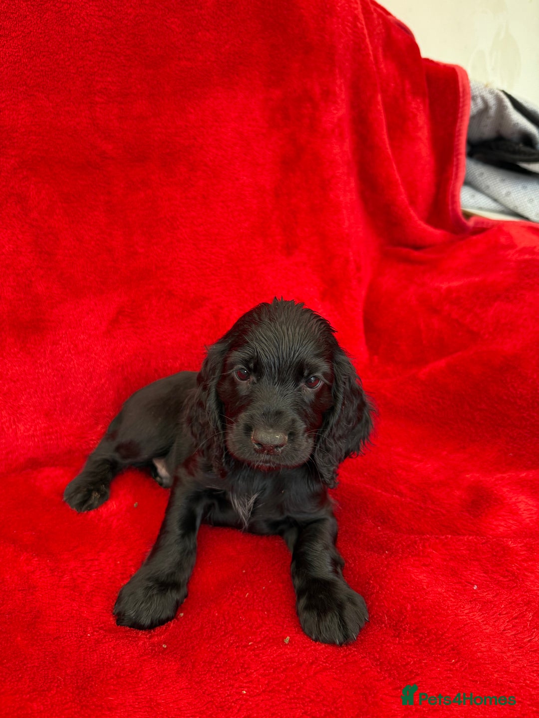 Cocker Spaniel dogs for sale: Working cocker spaniel puppies - Only 3x pups left - Image 23