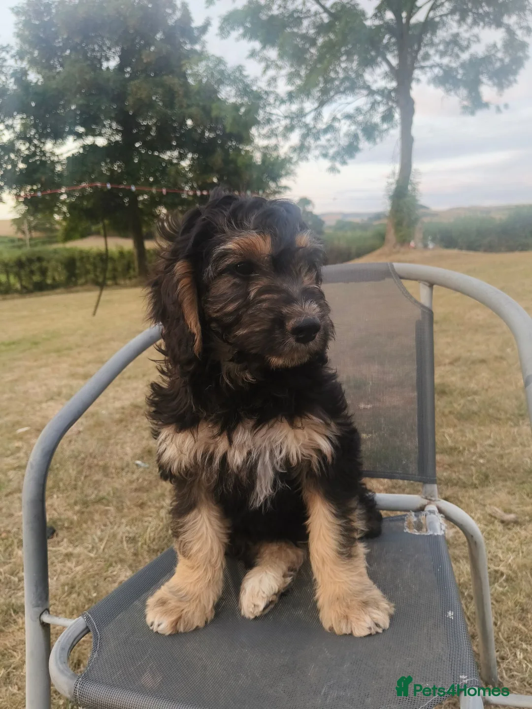 Cockapoo dogs for sale: 1 boy remaining,F1 cocapoo  - Advert 1