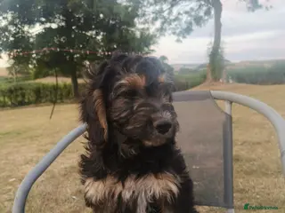Cockapoo dogs 1 boy remaining,F1 cocapoo - Advert 1